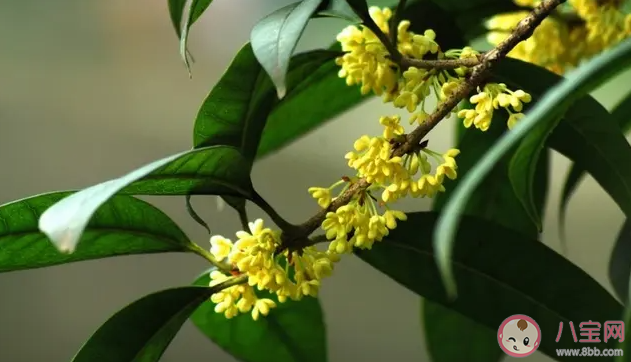 聞到桂花香了心情說說美句 桂花好香的朋友圈句子