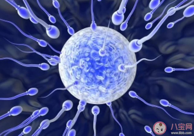 男性精液檢查主要是看什么 精液檢查前注意事項