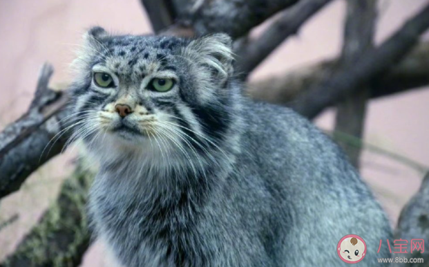 網紅兔猻猻思邈意外死亡是怎么回事 猻思邈是如何成為網紅的