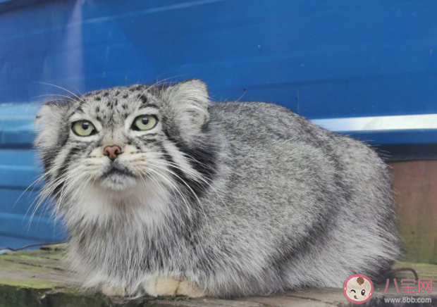 網紅兔猻猻思邈意外死亡是怎么回事 猻思邈是如何成為網紅的