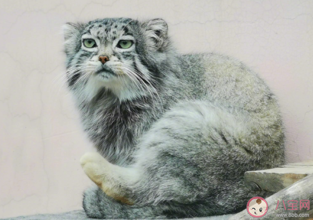 網紅兔猻猻思邈意外死亡是怎么回事 猻思邈是如何成為網紅的