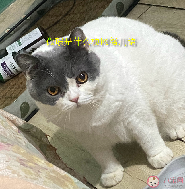 微瑕是什么梗為什么火了 微瑕是什么意思網絡用語 微瑕是什么梗為什么火了 微瑕是什么意思網絡用語