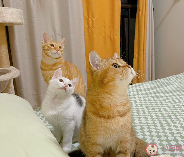 微瑕是什么梗為什么火了 微瑕是什么意思網絡用語 微瑕是什么梗為什么火了 微瑕是什么意思網絡用語