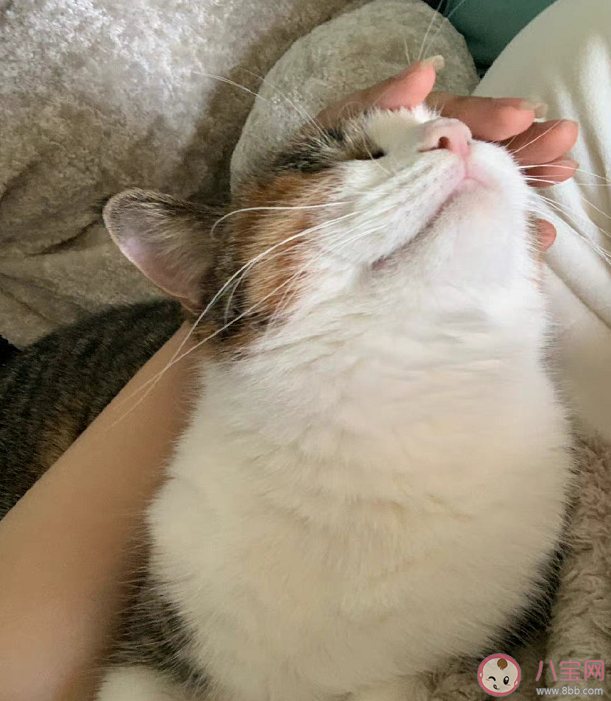 小貓文學是什么梗什么意思 小貓文學語錄文案大全 小貓文學是什么梗什么意思 小貓文學語錄文案大全