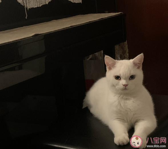 小貓文學為什么火了 小貓文學故事分享