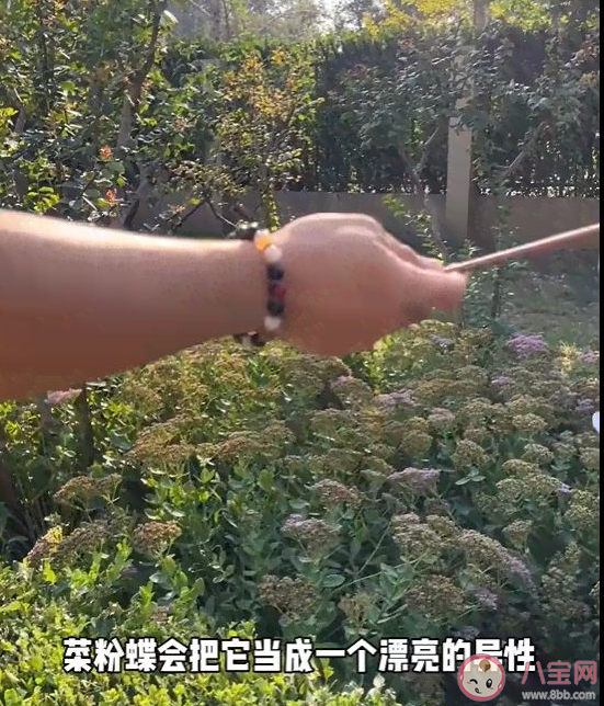 菜粉蝶竟是我自己是什么梗什么意思 為什么白紙可以吸引菜粉蝶