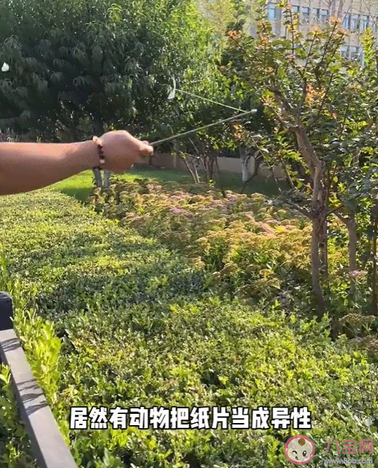 菜粉蝶竟是我自己是什么梗什么意思 為什么白紙可以吸引菜粉蝶