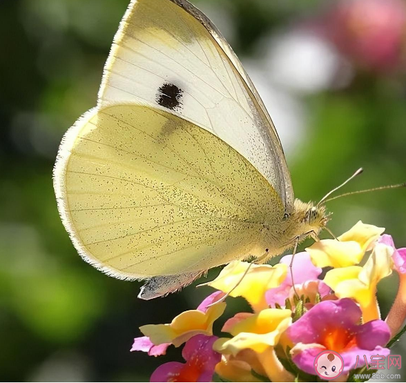 菜粉蝶竟是我自己是什么梗什么意思 為什么白紙可以吸引菜粉蝶
