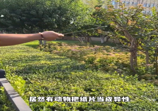 菜粉蝶竟是我自己是什么梗什么意思 為什么白紙可以吸引菜粉蝶