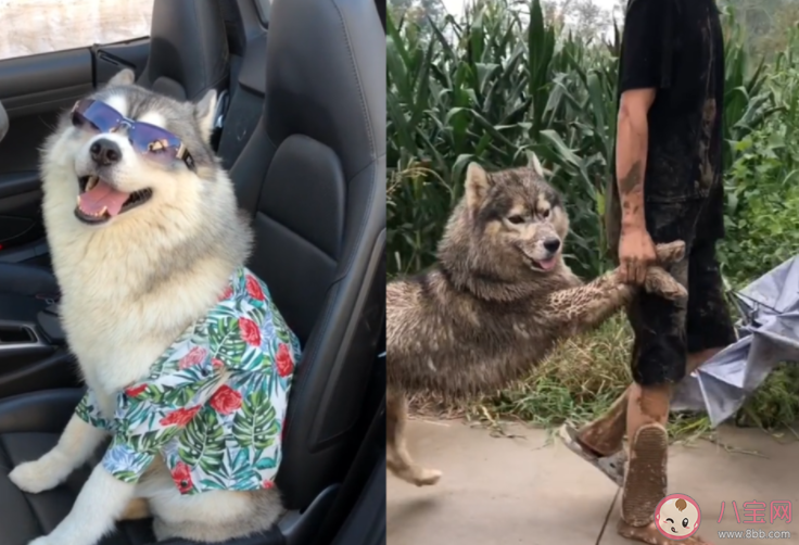 第一批帶狗回老家的人已被狗遛瘋 怎樣正確的遛狗