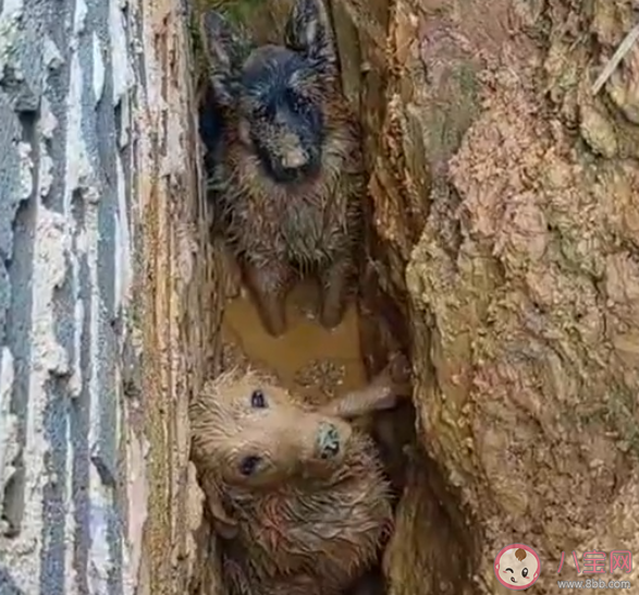 第一批帶狗回老家的人已被狗遛瘋 怎樣正確的遛狗