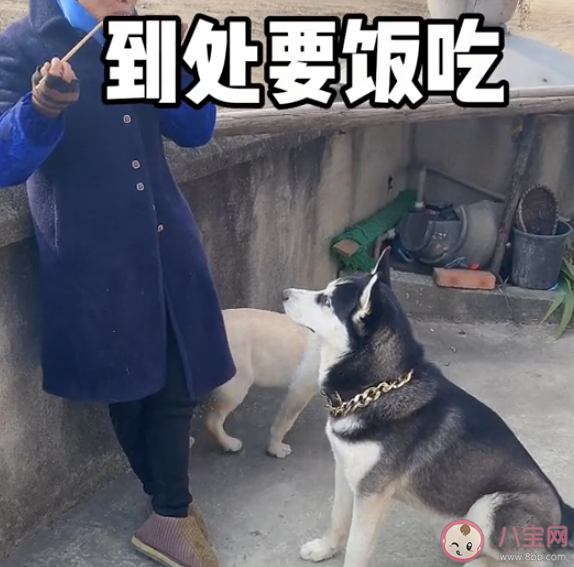 第一批帶狗回老家的人已被狗遛瘋 怎樣正確的遛狗