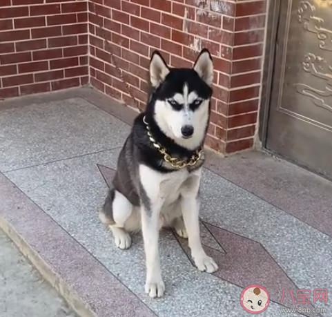 第一批帶狗回老家的人已被狗遛瘋 怎樣正確的遛狗