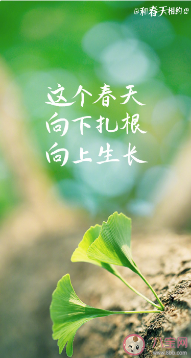 2023春日加油壁紙圖片大全 適合春天發的朋友圈心動文案說說