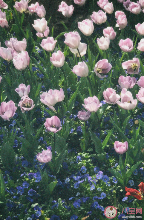 2023春日加油壁紙圖片大全 適合春天發的朋友圈心動文案說說