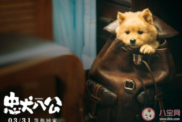 電影《忠犬八公》定檔什么時(shí)候上映 《忠犬八公》講的是什么故事 電影《忠犬八公》定檔什么時(shí)候上映 《忠犬八公》講的是什么故事