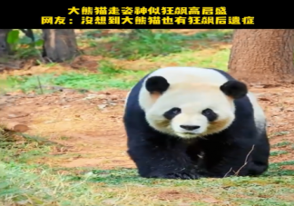 大熊貓走姿神似狂飆高啟盛 為什么高啟盛的步伐火了