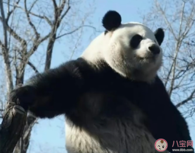 萌蘭的院子圍欄又雙叒被加高了 萌蘭有多喜歡越獄 萌蘭的院子圍欄又雙叒被加高了 萌蘭有多喜歡越獄