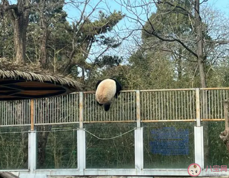 萌蘭的院子圍欄又雙叒被加高了 萌蘭有多喜歡越獄 萌蘭的院子圍欄又雙叒被加高了 萌蘭有多喜歡越獄