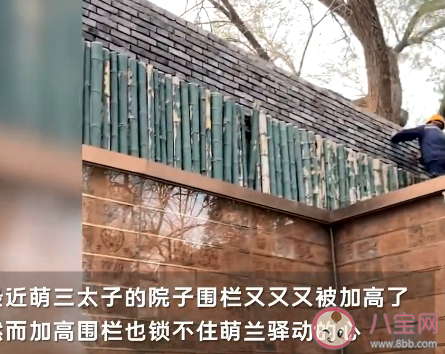 萌蘭的院子圍欄又雙叒被加高了 萌蘭有多喜歡越獄 萌蘭的院子圍欄又雙叒被加高了 萌蘭有多喜歡越獄