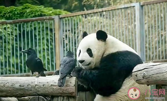 萌蘭的院子圍欄又雙叒被加高了 萌蘭有多喜歡越獄 萌蘭的院子圍欄又雙叒被加高了 萌蘭有多喜歡越獄