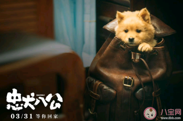 《忠犬八公》影評(píng)美篇 《忠犬八公》好不好看