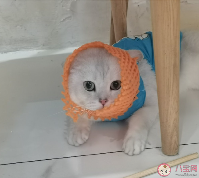 年輕人不結婚不生娃反促進寵物經濟 為什么更愿意養寵物 年輕人不結婚不生娃反促進寵物經濟 為什么更愿意養寵物