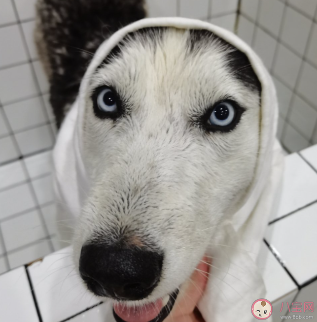 年輕人不結婚不生娃反促進寵物經濟 為什么更愿意養寵物 年輕人不結婚不生娃反促進寵物經濟 為什么更愿意養寵物