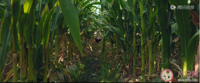 《漫長的季節》王響死了嗎 《漫長的季節》大結局介紹