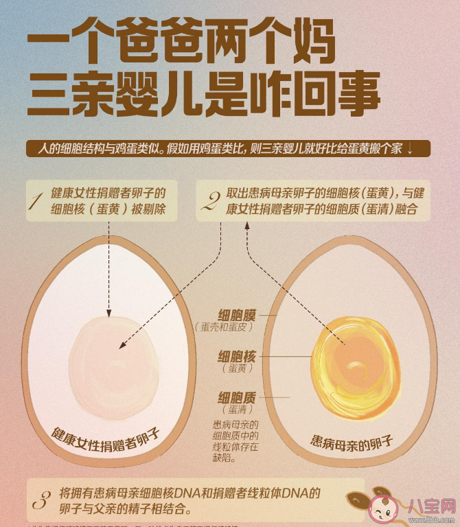 三親嬰兒是什么意思 三親嬰兒技術目的是什么有何爭議