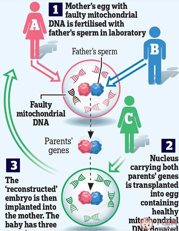 如何看待英國首批三親嬰兒誕生 什么是線粒體病 如何看待英國首批三親嬰兒誕生 什么是線粒體病