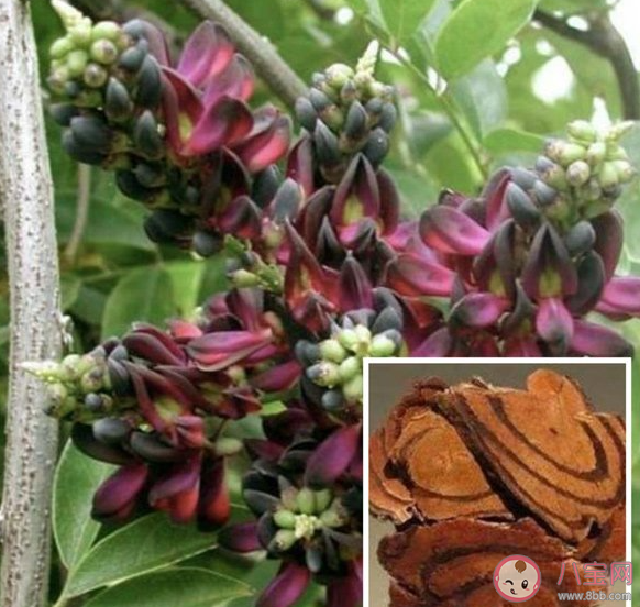 孕婦服用雞血藤與黃芩可能致胎兒畸形 孕婦哪些中藥不能吃