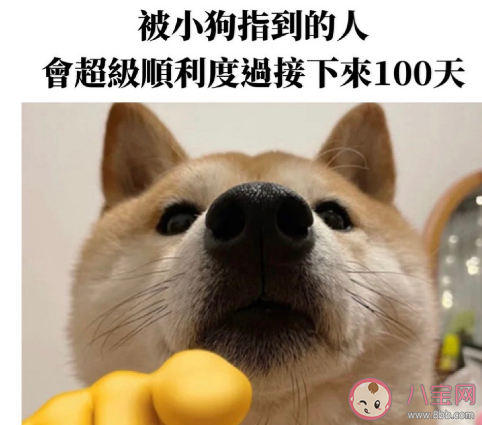 謝謝小狗是什么梗什么意思 謝謝小狗有什么含義 謝謝小狗是什么梗什么意思 謝謝小狗有什么含義