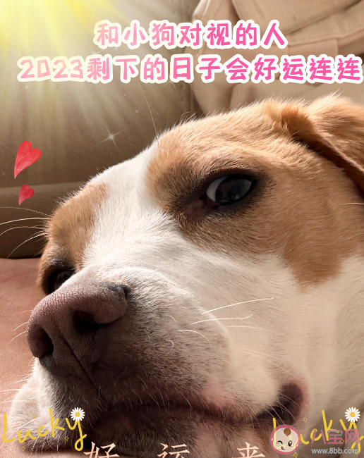 謝謝小狗是什么梗什么意思 謝謝小狗有什么含義 謝謝小狗是什么梗什么意思 謝謝小狗有什么含義