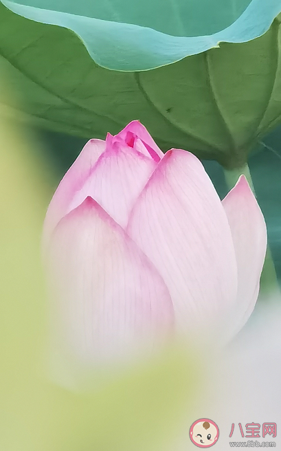 記住有菩薩保佑我們都顧右不顧左是什么歌 《九品蓮花》完整版歌詞