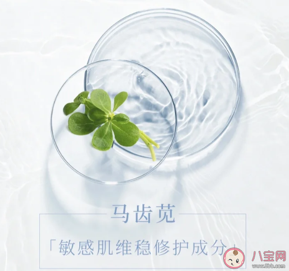 馬齒莧是敏感肌救星嗎 馬齒莧有什么功效作用