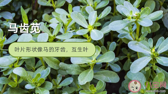 馬齒莧是敏感肌救星嗎 馬齒莧有什么功效作用