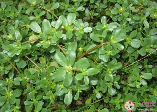 馬齒莧是敏感肌救星嗎 敏感肌用什么護膚品好