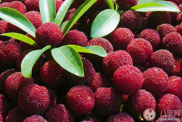 楊梅和海鮮同食會中毒嗎 食用楊梅的注意事項