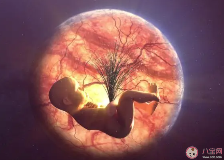 肚子里的寶寶與媽媽搶營養是因爸爸嗎 胎兒是如何獲取營養的 肚子里的寶寶與媽媽搶營養是因爸爸嗎 胎兒是如何獲取營養的