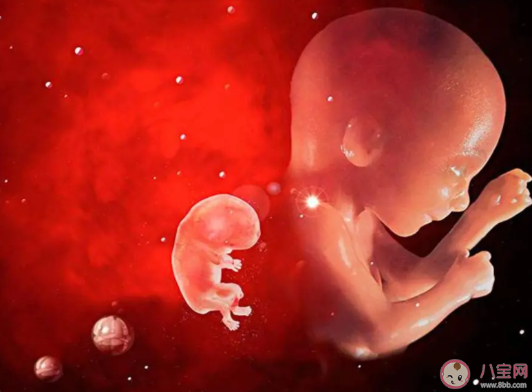肚子里的寶寶與媽媽搶營養是因爸爸嗎 胎兒是如何獲取營養的 肚子里的寶寶與媽媽搶營養是因爸爸嗎 胎兒是如何獲取營養的