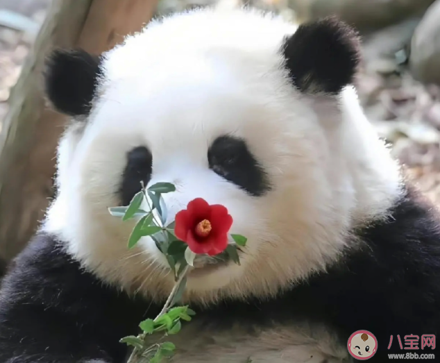 花花洗澡全國人民都知道了 熊貓能經常洗澡嗎