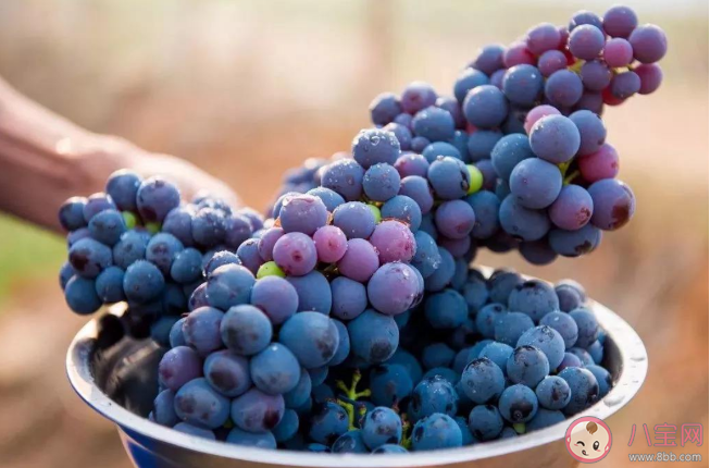 不同葡萄品種有什么區(qū)別 葡萄4不吃你知道嗎