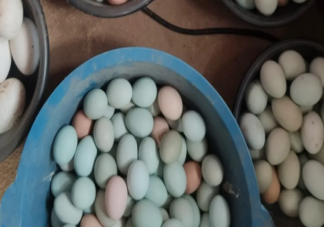 笨雞蛋這個詞的來源是什么 笨雞蛋和普通雞蛋有什么區(qū)別