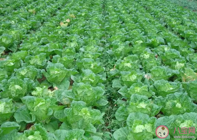 魯迅筆下的膠菜指的是哪種菜 螞蟻莊園8月5日答案最新