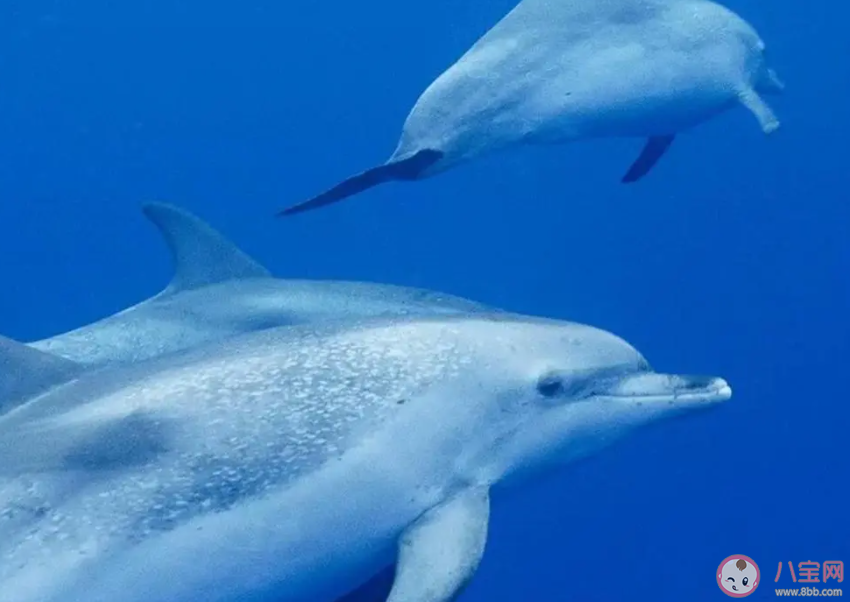 海洋動物如何在鹽水環境中保持水分平衡 2023神奇海洋8月4日答案