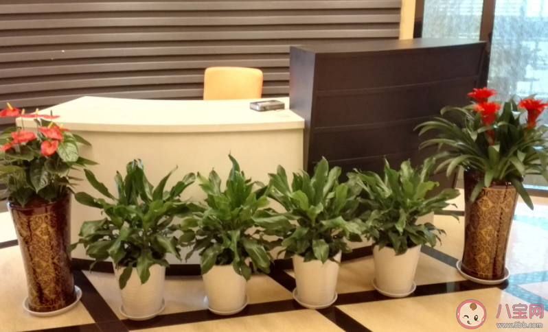 家里養些綠植有助消除噪音嗎 怎樣消除生活中的噪音