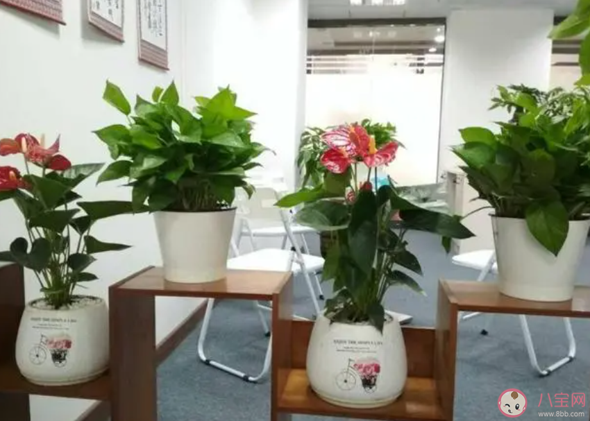 家里養些綠植有助消除噪音嗎 怎樣消除生活中的噪音