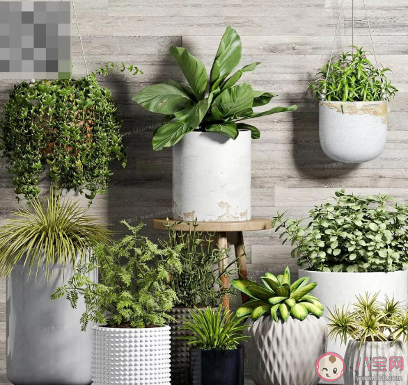 養綠植有助于消除噪音嗎 室內種植綠植的好處是什么 養綠植有助于消除噪音嗎 室內種植綠植的好處是什么