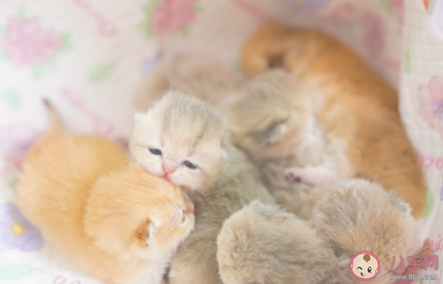 奶貓斷奶期間過渡小Tips 小貓咪怎么斷奶合適 奶貓斷奶期間過渡小Tips 小貓咪怎么斷奶合適